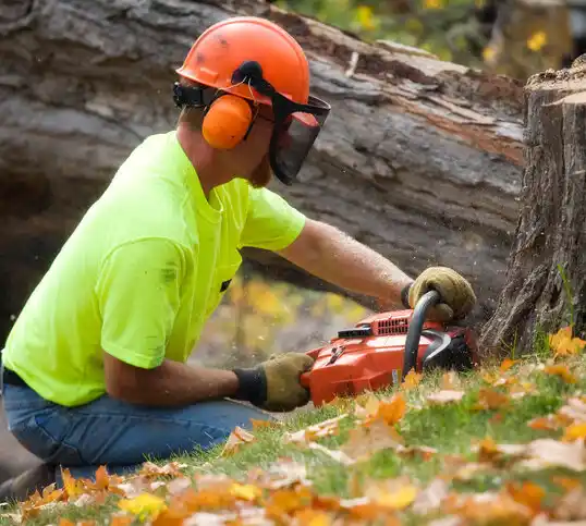 tree services West Haverstraw